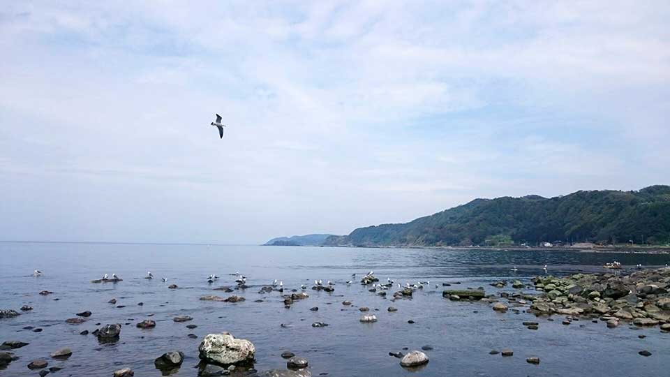 大谷川鯉のぼり。すぐ近くが海