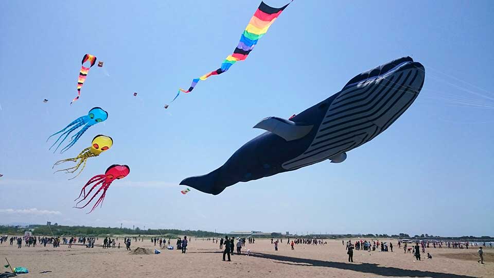 海水浴場の広い空をたくさんの凧が優雅に泳ぎます。